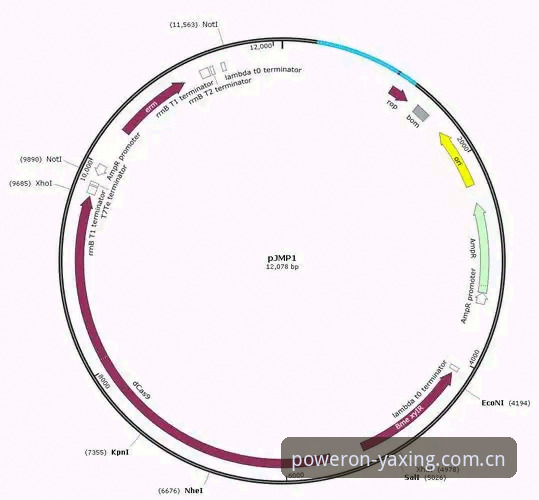 亚星体育平台基因级体验登录完整指南：从失败到流畅的实操手册