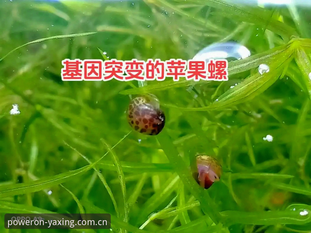 新版苹果入口适配指南：基因级体验的五个实用要点